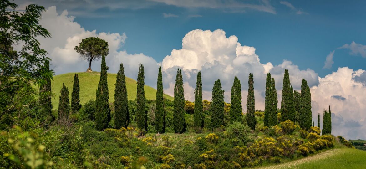 Beautiful shot of cypress trees